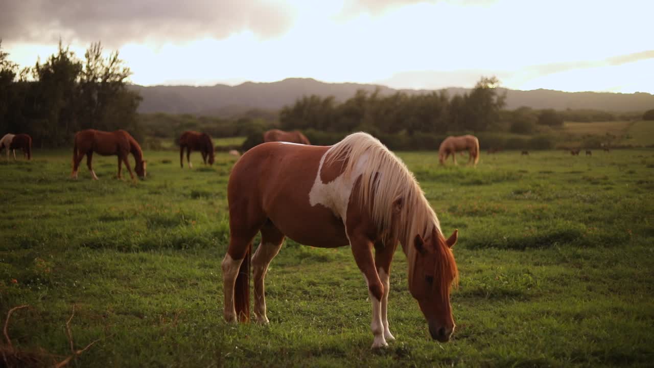 Still shot of a beautiful Pinto Horse grazing and feeding on the lush green grass on a ranch in Hawaii