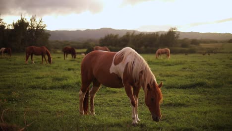 Foto-Fija-De-Un-Hermoso-Caballo-Pinto-Pastando-Y-Alimentándose-De-La-Exuberante-Hierba-Verde-En-Un-Rancho-En-Hawaii