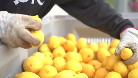 Picking-lemons-from-citrus-trees-and-farm-workers-throwing-them-from-carry-cot-into-boxes,-selecting-the-best-ones-by-hands