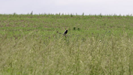 a bobolink sitting on a grass stem in a field and singing