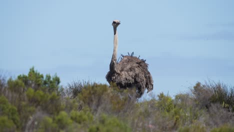 tall south african ostrich looking at camera before hiding head behind bush