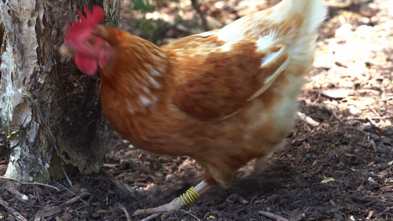 toma de cerca de un gallo de gallina de corral, gallus gallus domesticus cavando y rascando el suelo con los pies, picoteando y buscando invertebrados en el ambiente al aire libre en un rancho agrícola