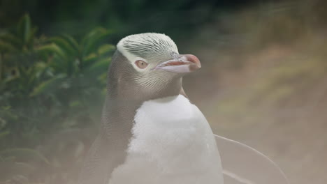 yellow-eyed penguin or hoiho penguin species endemic to new zealand