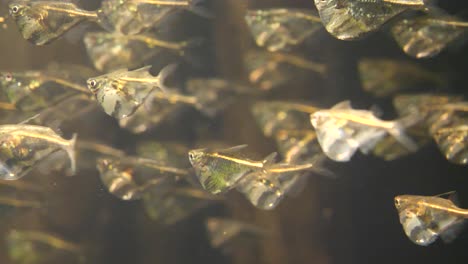 Close-up-shot-of-many-freshwater-hatchetfish-are-a-family,-Gasteropelecidae,-of-ray-finned-fish-from-South-and-Central-America