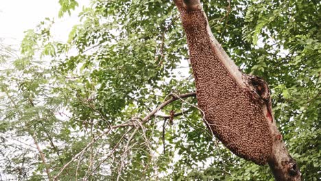 Große-Bienenwabe-Auf-Einem-Baum-Im-Natürlichen-Wald,-4k