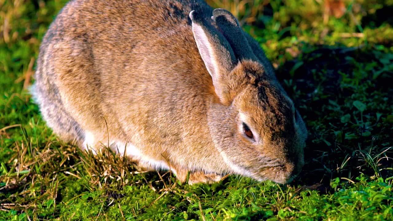 cerca de conejo marrón comiendo hierba en texel wadden island, amsterdam