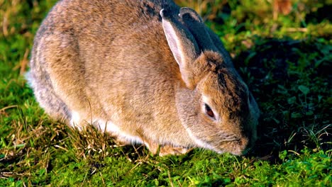 close of brown rabbit eating grass at texel wadden island, amsterdam