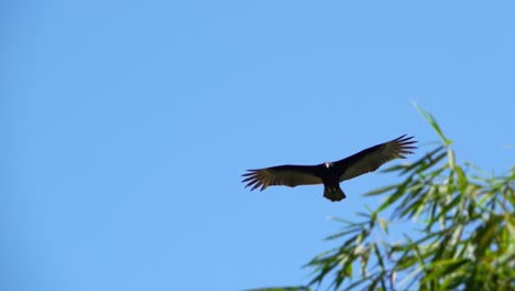 vulture in sustained flight shot in slow motion, blue and clear sky