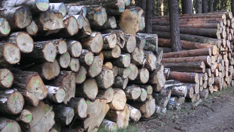 pile of wood. a view of huge stacks of logs.