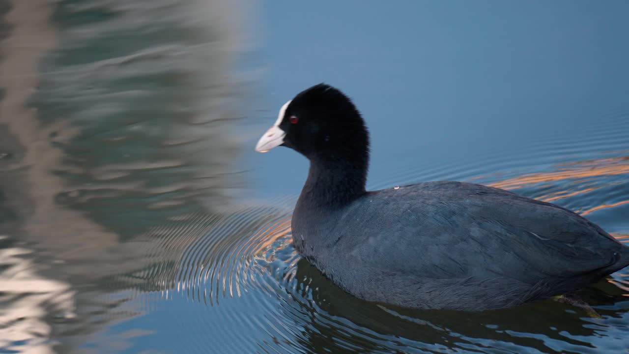 유라시아 쿠트 검은 물새가 서울 양재천에서 수영하는 동안 물 표면에서 흰 부리가 있는 조류나 유목초를 먹고 있습니다.