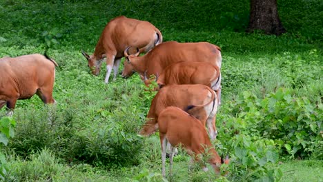 El-Banteng-O-Tembadau,-Es-Un-Ganado-Salvaje-Que-Se-Encuentra-En-El-Sudeste-Asiático-Y-Se-Extinguió-En-Algunos-Países