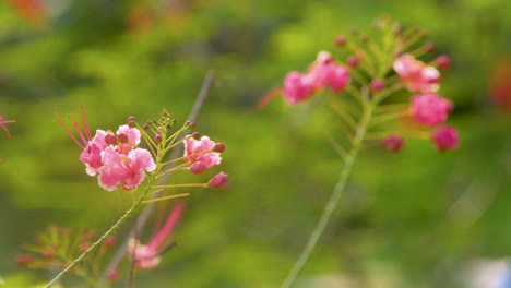 caesalpinia