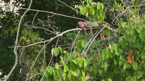 iguana verde relajándose en una rama a lo largo del río tarcoles