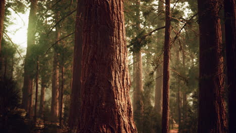 giant sequoias in redwood forest