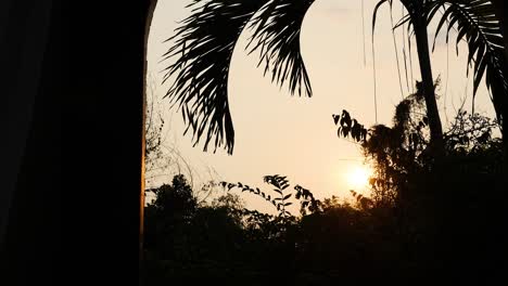 sun setting behind trees and palm leaves