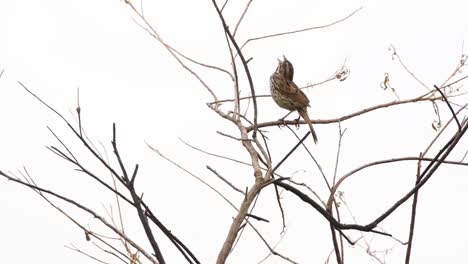 Ein-Liedspatz-Singt-In-Einem-Baum