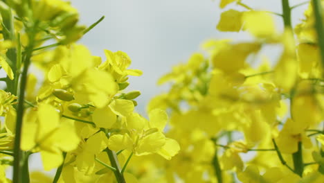 close up shot of a few rape plants in a rape field