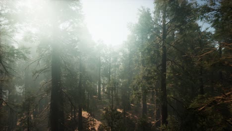 Parque-Nacional-Sequoia-Bajo-Las-Nubes-De-Niebla