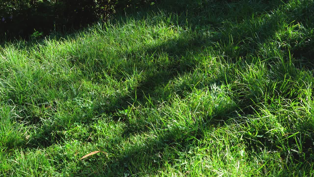 Static shot of green grass illuminated by sunlight, with soft moving plant shadows creating natural patterns on the ground