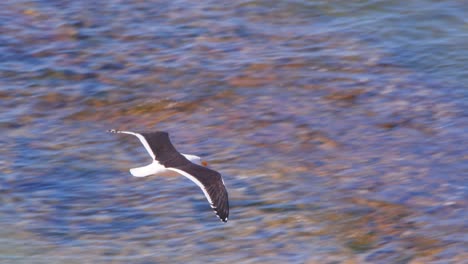 Sea-Gull-flying-over-the-beach-and-then-over-the-ocean-with-the-waves-rippling-in-on-the-reef-of-the-coast-of-Argentina