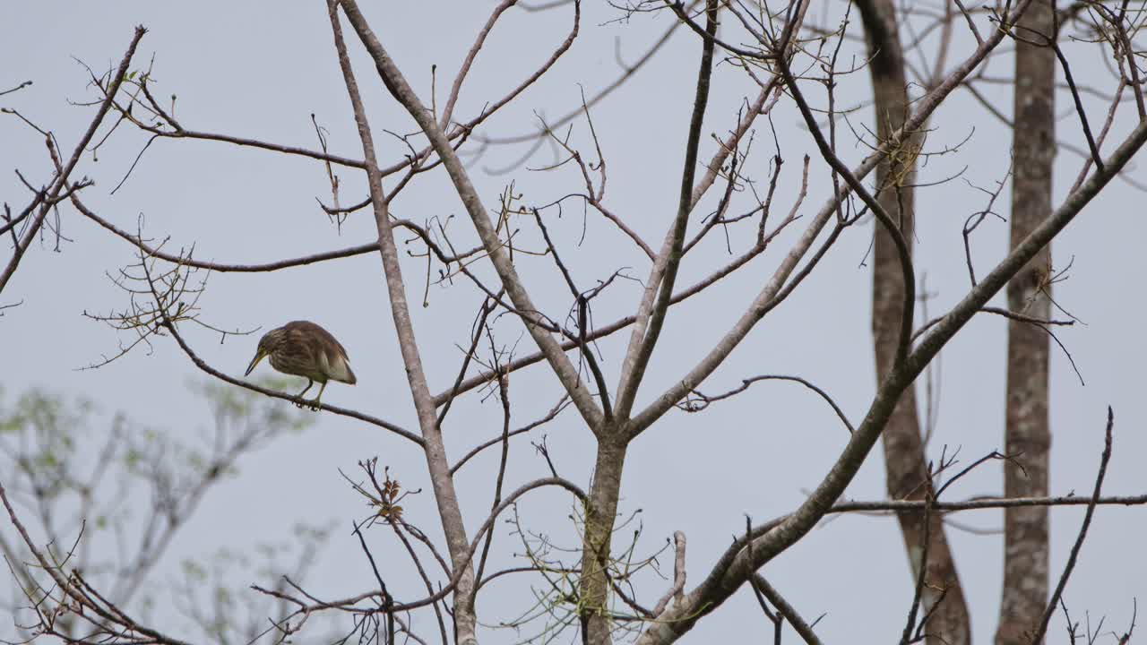 mirando hacia la izquierda y comienza a picotear ramitas mientras gira y luego se ven pájaros volando hacia la izquierda, garza de estanque chino ardeola bacchus, parque nacional de kaeng krachan, tailandia