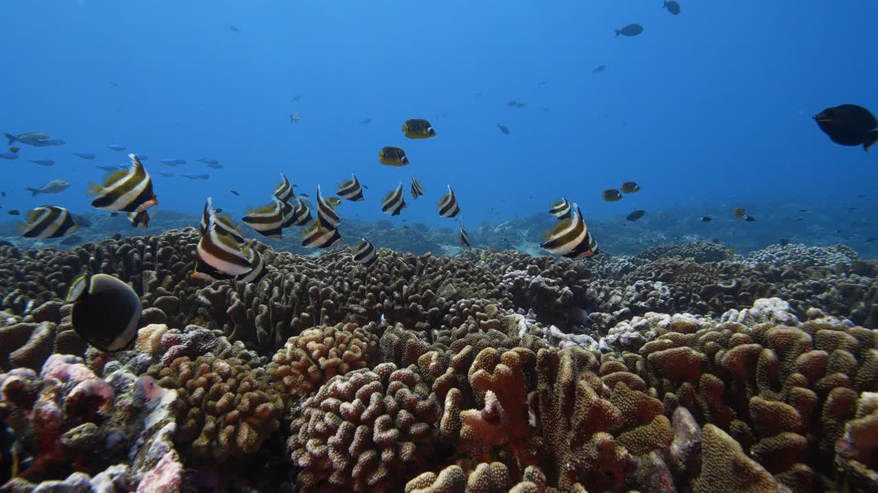 tiburón gris de arrecife en aguas cristalinas patrullando un arrecife de coral tropical en el atolón de fakarava, polinesia francesa