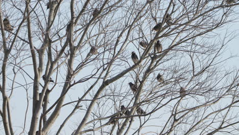 Bandada-De-Pájaros-Estorninos-De-Mejillas-Blancas-Sentados-En-Ramas-De-árboles-Desnudos-Durante-El-Invierno-En-Tokio,-Japón