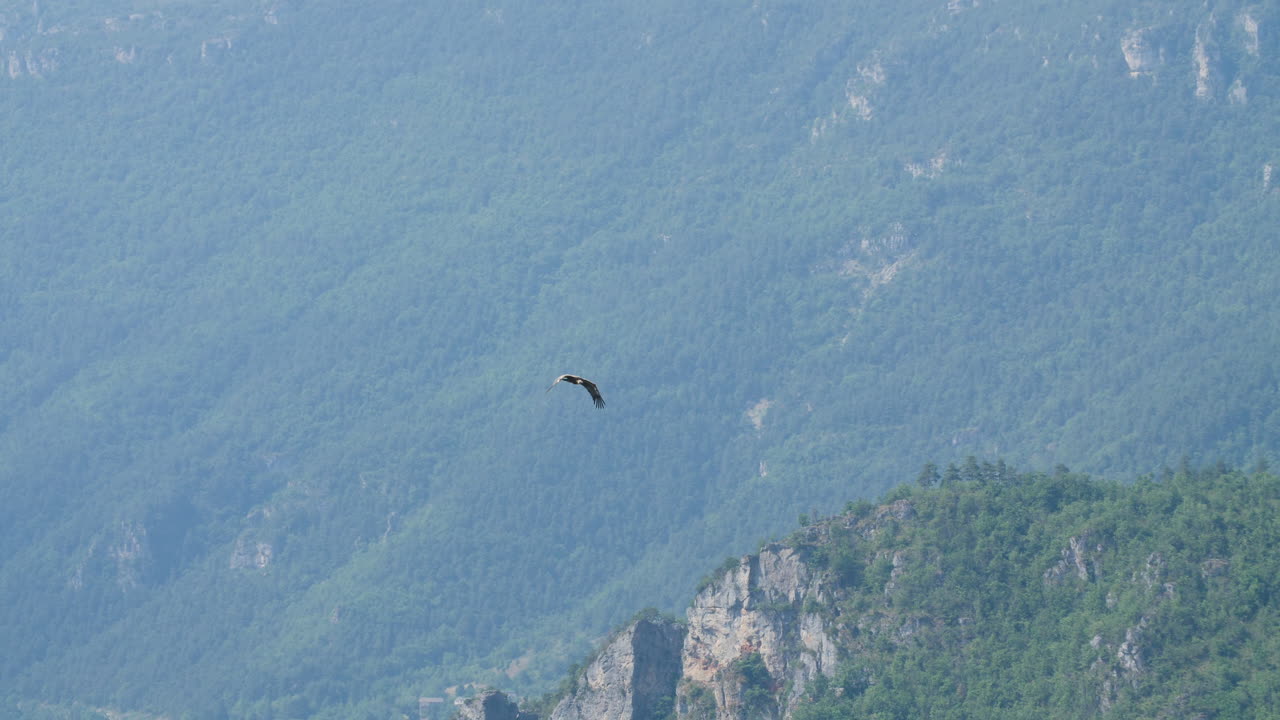 기프스 풀부스 (gyps fulvus) 의 비행 은 타른 바위 협곡 의 협곡 에서