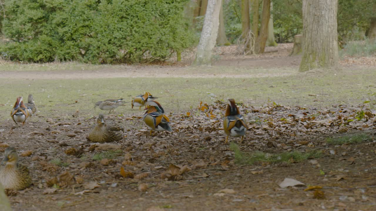 grupo de patos mandarines vagando por los terrenos boscosos de otoño del parque patrimonial de norfolk
