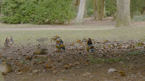 group of mandarin ducks wandering autumn woodland grounds of norfolk heritage park