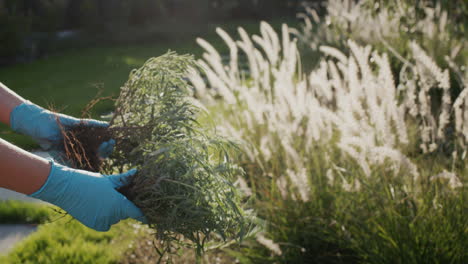 gardener holding lavender seedlings, autumn planting in the garden