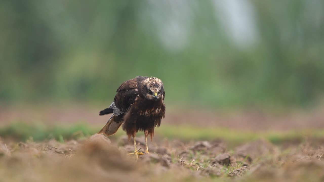 harrier de pantano eurasiático en el suelo bajo la lluvia