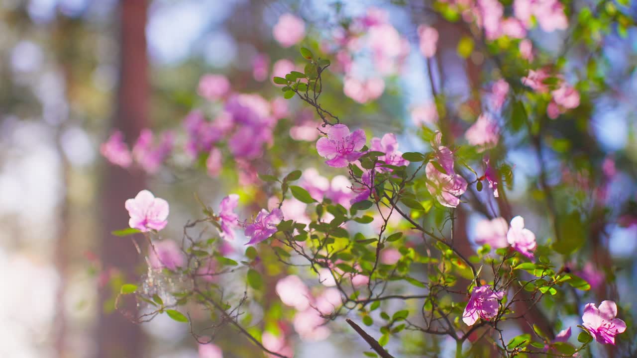 De délicates fleurs roses se balancent doucement au soleil. Un léger fond flou (bokeh) renforce l'ambiance printanière. Des pétales délicats contrastent avec des feuilles vertes fraîches. Cette scène naturelle paisible évoque le calme et le renouveau.