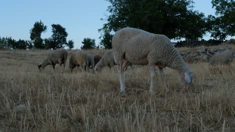 sheep grazing field