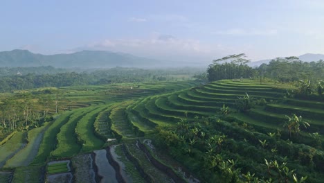 drone vista hermoso campo de arroz en el campo indonesio
