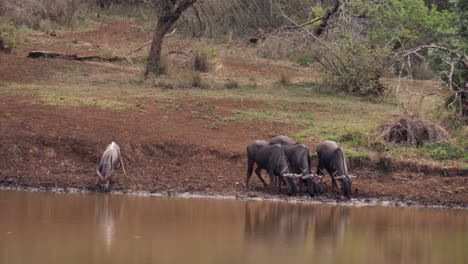 ñus y nyala beben agua pacíficamente de un estanque africano fangoso