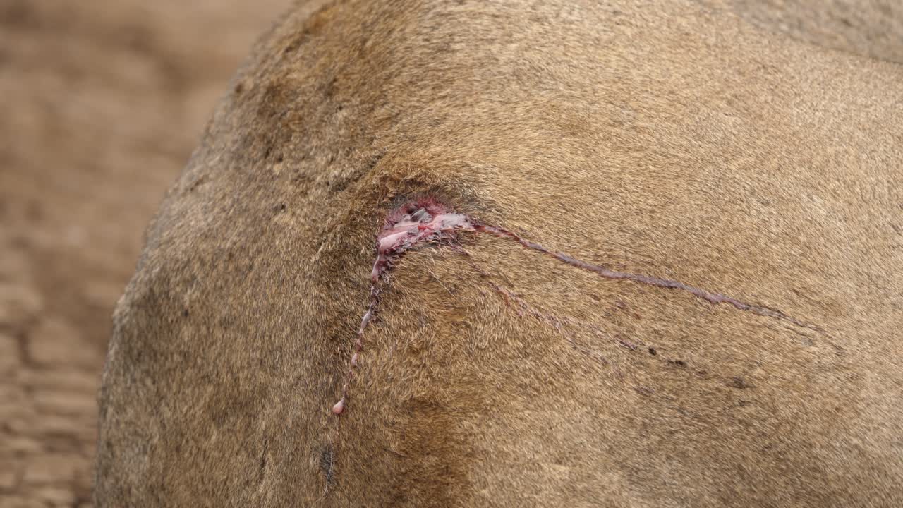 herida sangrante en la espalda de un león herido, cerrar