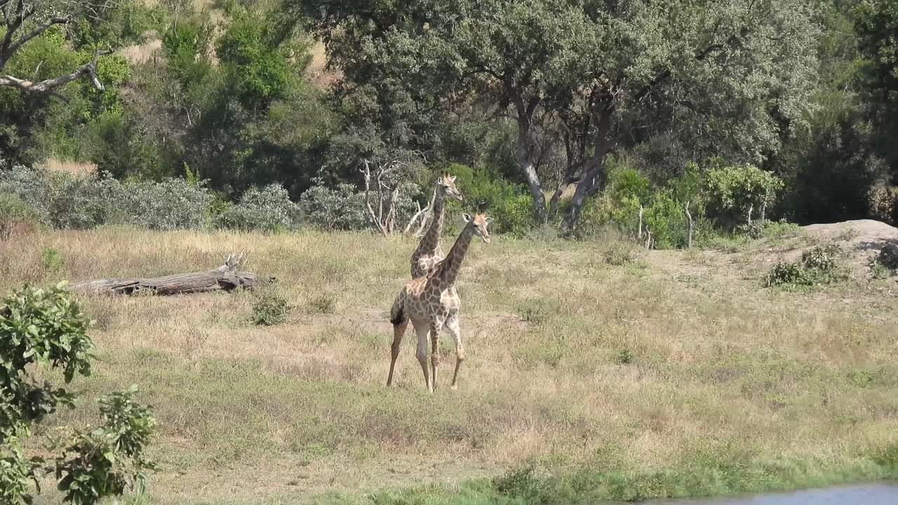 las jirafas sudafricanas observan la acción junto al río junto con las cebras en un día cálido y soleado en el parque nacional kruger, áfrica