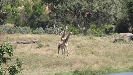 Südafrikanische-Giraffen-Beobachten-Zusammen-Mit-Zebras-Das-Treiben-Am-Fluss-An-Einem-Sonnigen,-Warmen-Tag-Im-Krüger-Nationalpark,-Afrika