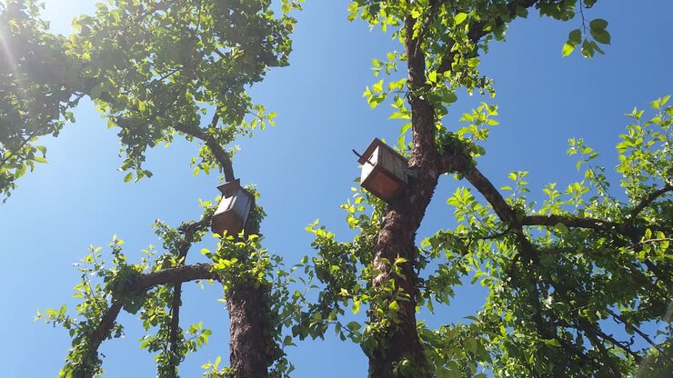 Two bird houses in the apple tree with green leaves and the sunlight coming through the tree branches and leaves