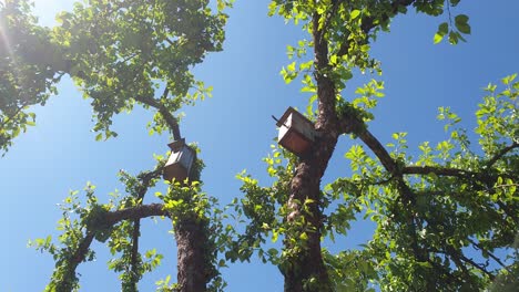Two bird houses in the apple tree with green leaves and the sunlight coming through the tree branches and leaves