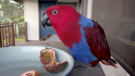 red and blue exotic parrot eats fruit from dish on verandah of house