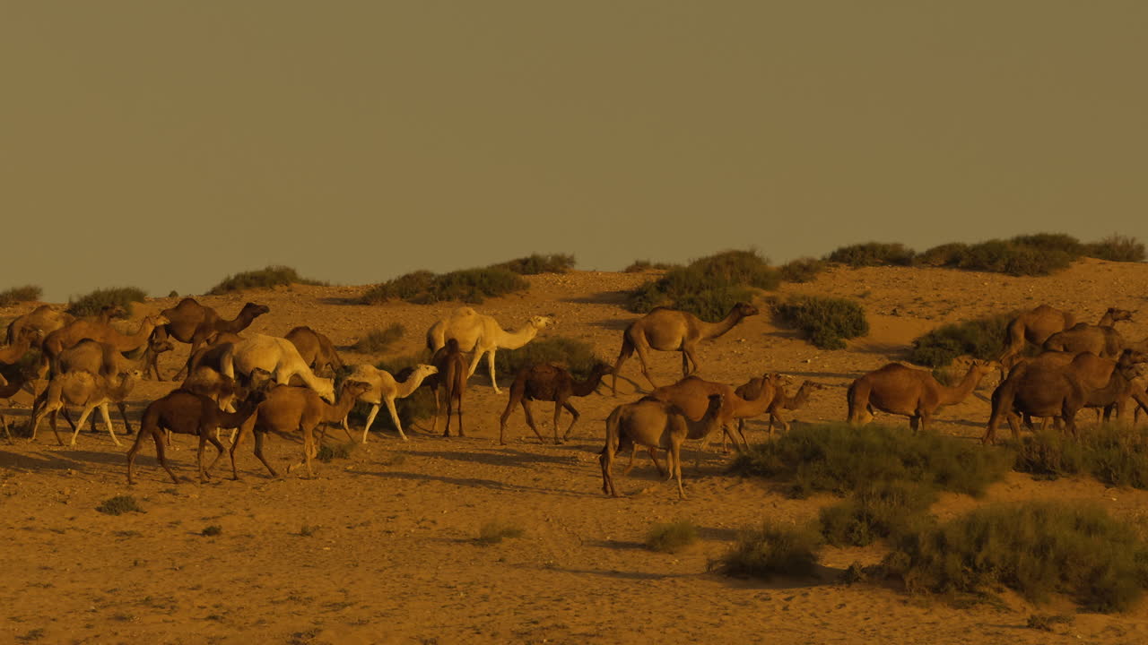camellos en el desierto