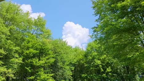 a serene view of lush green foliage with a backdrop of a clear blue sky and fluffy white clouds, capturing the essence of a peaceful summer day