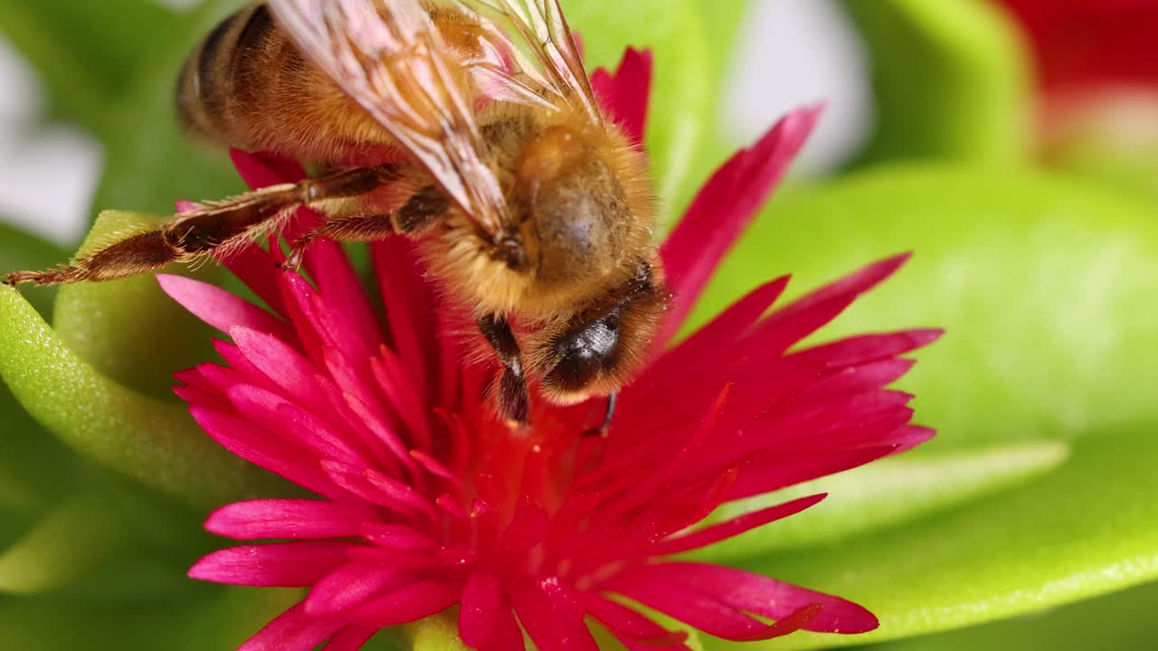 A honeybee gathers nectar from a vivid pink flower in a detailed macro shot, highlighting nature's intricate beauty