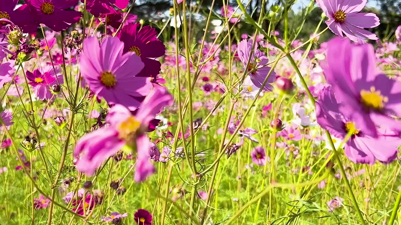 A vibrant display of pink and purple cosmos flowers gently swaying under the sunlight in a lush meadow.