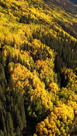 Vertical-Aerial-View-of-Beautiful-Autumn-Foliage,-Aspen-and-Conifer-Forest-in-Yellow-Green-Colors,-Drone-Shot