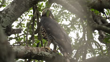 encaramado en un árbol, el águila coronada está alerta y mirando a su alrededor