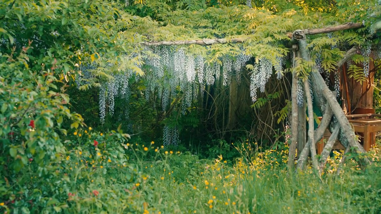 Clusters of wisteria hang over a wooden garden structure in France during spring. The scene features cinematic light flare and lush plants.