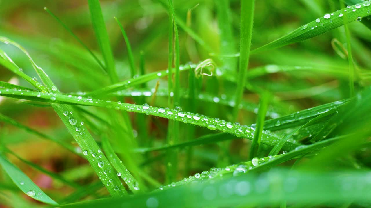 toma macro cinematográfica de 4k de gotas de agua en un poco de hierba en el jardín, de cerca